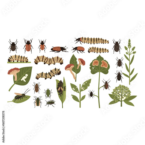 Collection of Insects and Botanical Elements