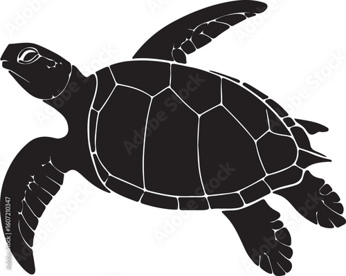 vector illustration of turtle