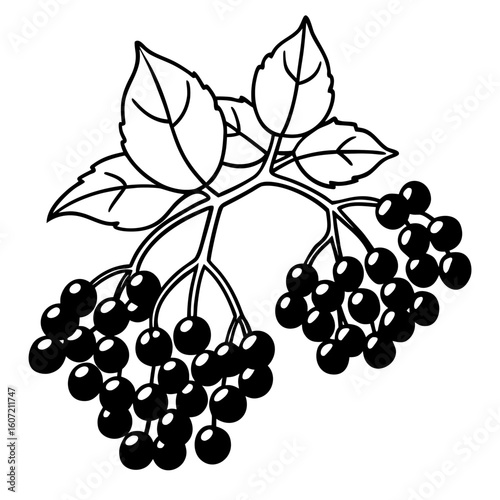 Simple line sketch of an elderberry cluster