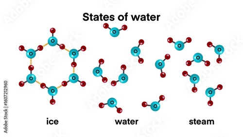 states of water, educational illustration shows the three states of water ice, liquid, and steam at the molecular level. It highlights how hydrogen bonding changes with temperature and physical state