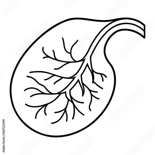 Leafy Placenta Growth Illustration Inside Womb with Veins and Fetal Development
