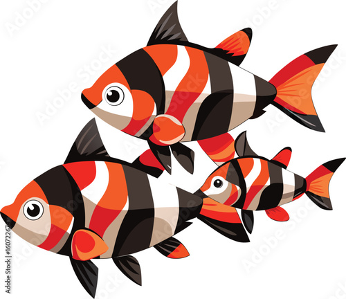Three colorful koi fish swimming together on a white background