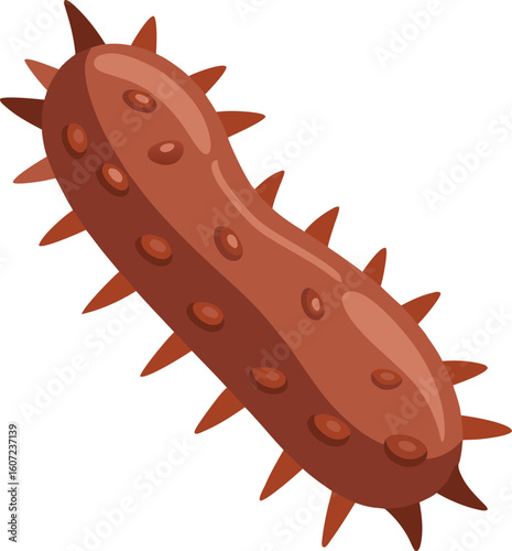 Spiky brown sea cucumber illustration on white background