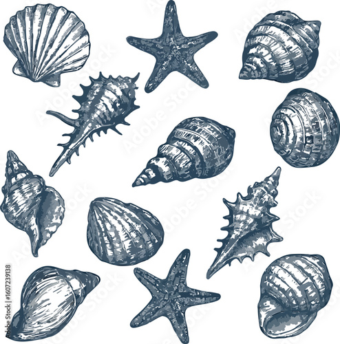 Seashells and Starfish Vector Icon Set – Coastal Beach Ocean Nature Illustrations