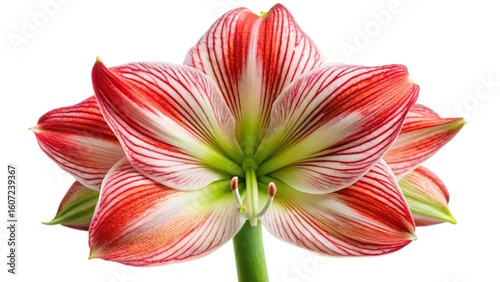 Striking Red and White Striped Amaryllis Flower in Full Bloom on White