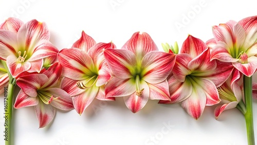 A beautiful display of red and white striped amaryllis flowers on white
