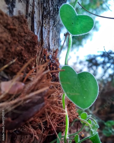 Heart-shaped Vine Leaves Climbing a Tree Trunk