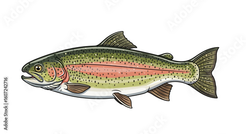 Detailed rainbow trout illustration showcasing vibrant coloration and anatomical precision portraying a beautiful fish isolated on a white background
