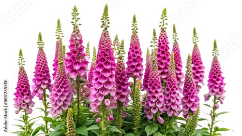 Vibrant magenta foxglove flowers isolated against a bright white background creating a stunning floral display