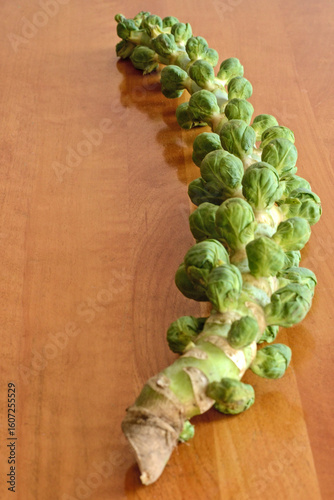 Fresh organic brussels sprouts raw on their stem on a wooden table