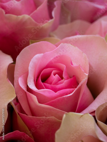 Pinke Rosen Nahaufnahme 