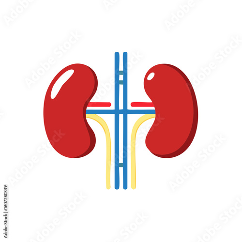 Anatomy of human kidney showing renal arteries and veins 