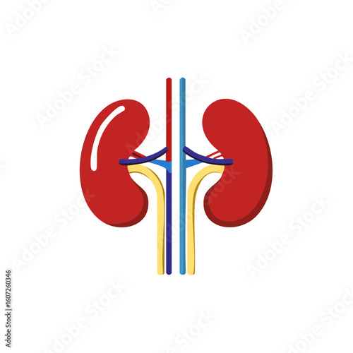 Kidney illustration featuring essential human anatomy. This artistic representation shows the detailed organ with its intricate system of veins and arteries
