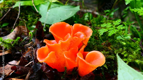 Orangebecherling
