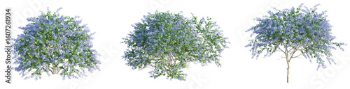 Photos Ceanothus x impressus dark star tree front view cutout transparent background