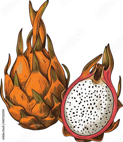 Orange and White Dragon Fruit Illustration