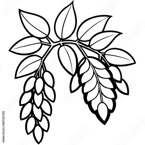 Black Locust line art vector