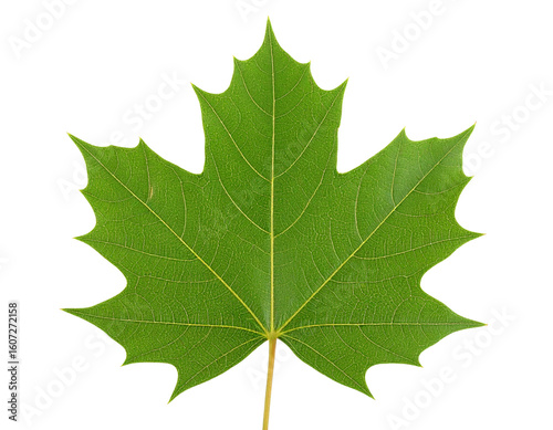 Fresh sycamore leaf isolated on white