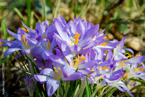 Enchanting Early Spring Purple Crocus Cluster In Woodland Light