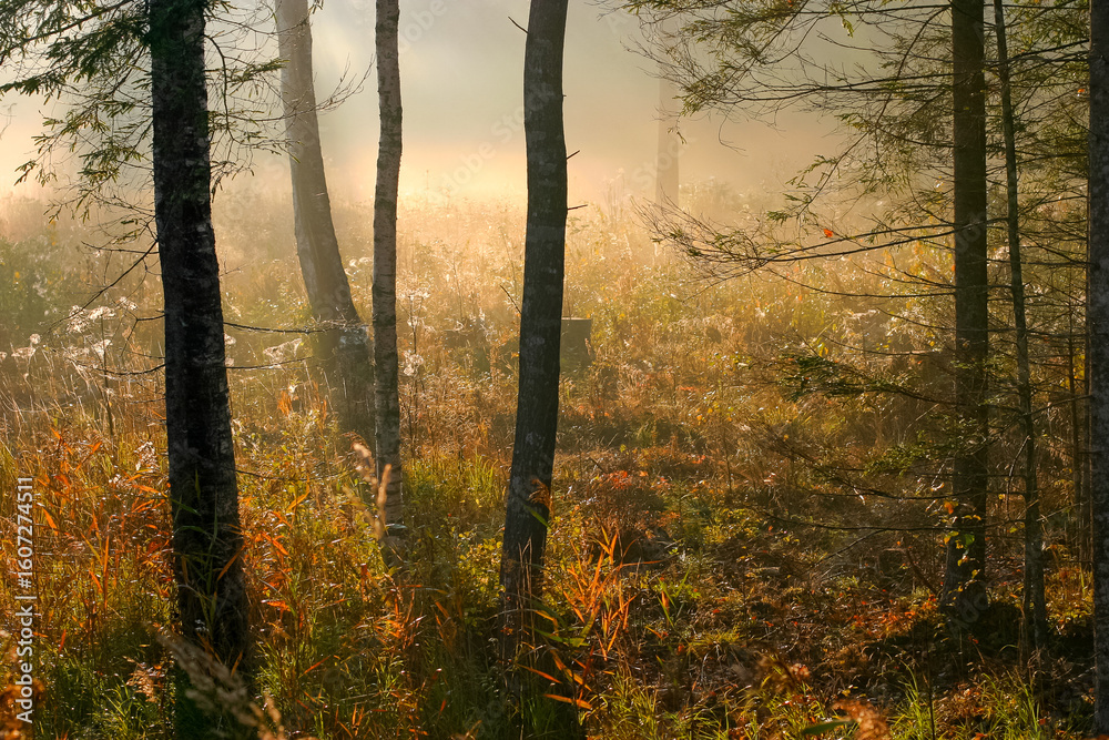 Fototapeta premium misty morning in the forest