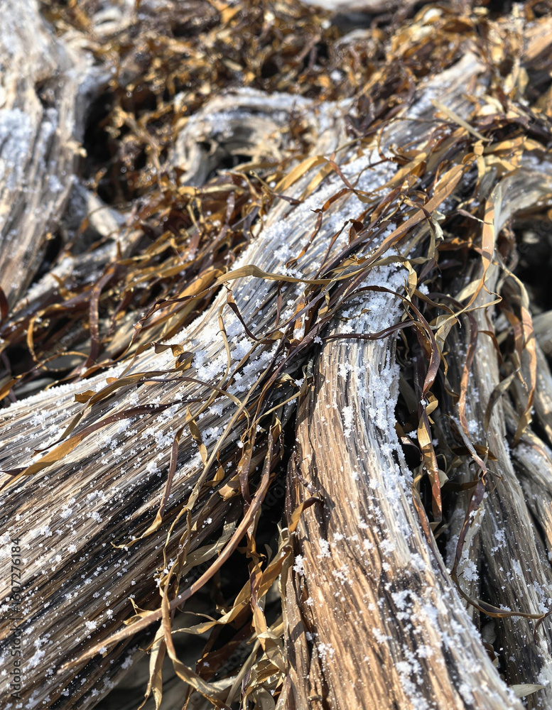 Fototapeta premium Driftwood covered with dried seaweed and scattered salt crystals on a beach. Perfect for nature, texture, environment, and coastal themes.