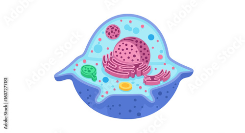 Detailed Microscopic Cell Structure with Visible Organelles and Cellular Components for Education and Research illustrations