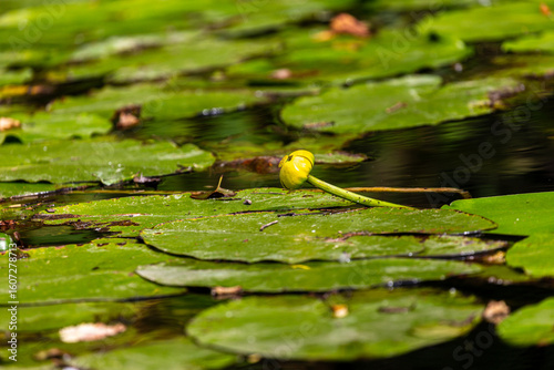 Petal of blooming water lily and leaves in Veleka river