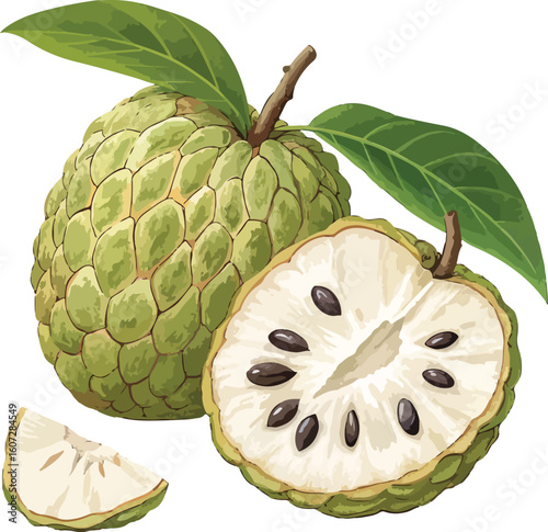 vector illustration of a pear