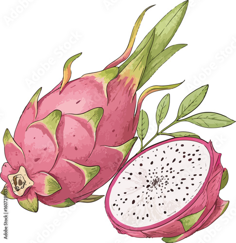 dragon fruit on white background