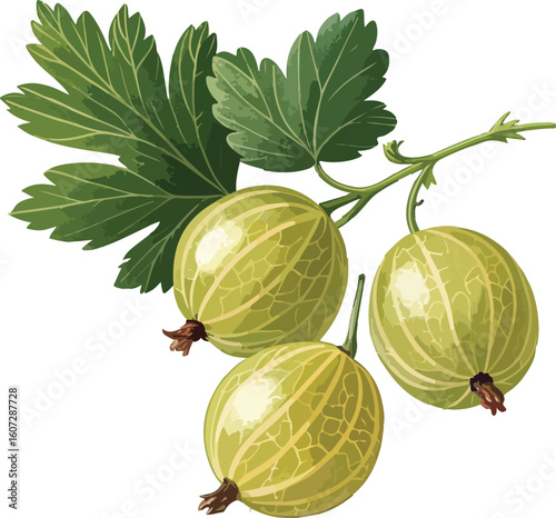 fresh ripe melon