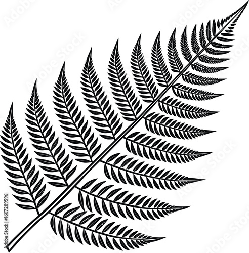 Black and white illustration of a fern frond with detailed leaflets plant botanical
