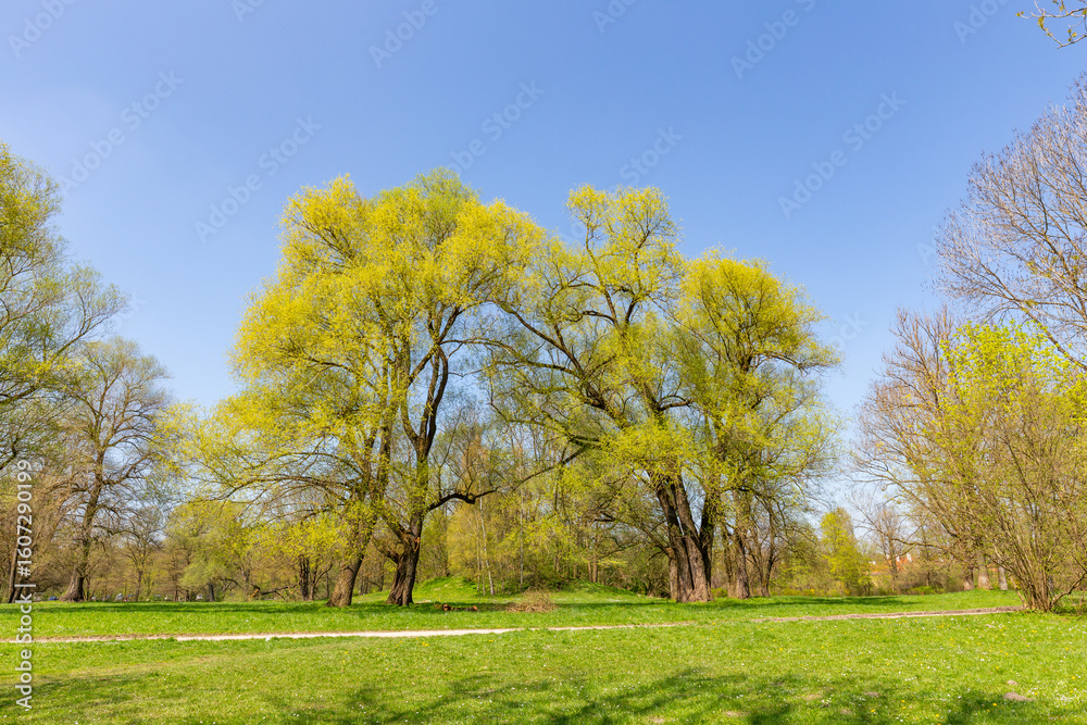 Obraz premium sccenic nature in Munich english garden and blooming trees