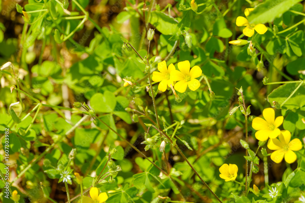 春の野に咲くカタバミの黄色い花 春の野に咲くカタバミの黄色い花