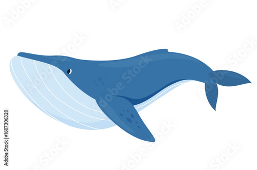 Cartoon illustration of a graceful swimming blue whale, on a white background, highlighting its basic anatomical marine features