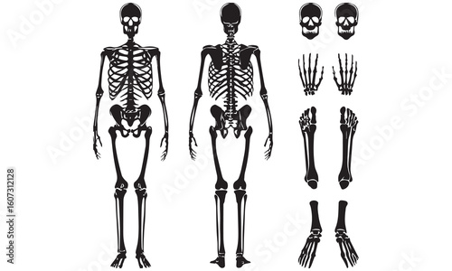 Skeleton Clipart Bundle – Human Anatomy, Smoking Skulls & Artistic Bone Illustrations