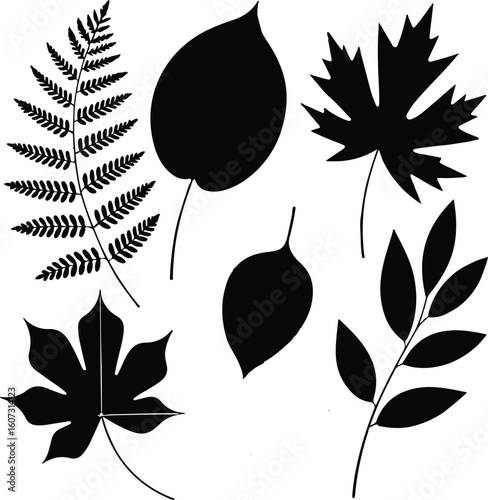 Detailed botanical illustration of a flowering plant with intricate details