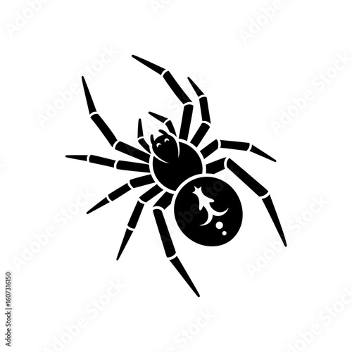 A black spider with long legs is isolated on white background