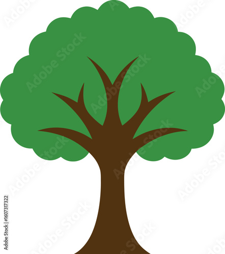 Broad oak tree showing wide strong limbs and dense canopy Vector illustration