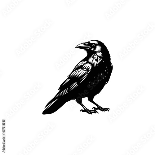 A black crow is perched, isolated on white background, a spooky omen
