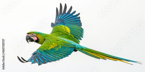 Flying Green-Winged Macaw A...