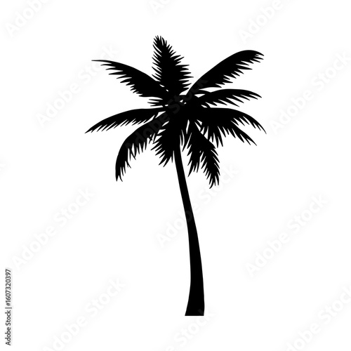 silhouette of palm tree