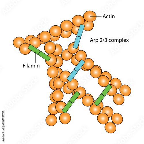 Actin Filaments, Actin binding protein Arp  Complex and filamin - Cross link filaments