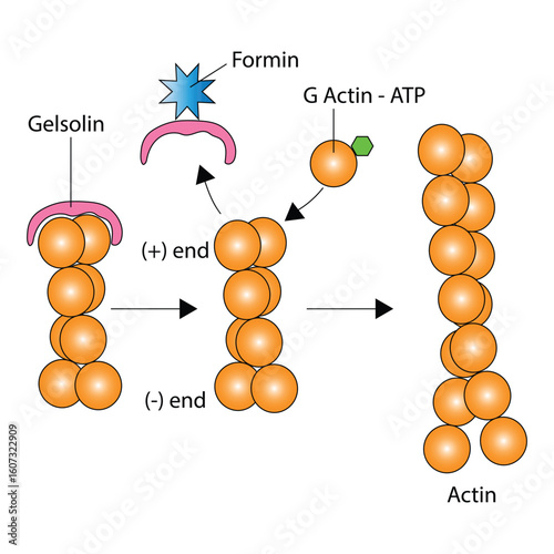 Actin Filament Elongation - role of formin