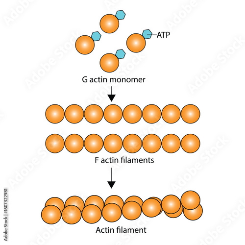 Actin Polymerization From G-Actin Monomers to F-Actin Filaments
