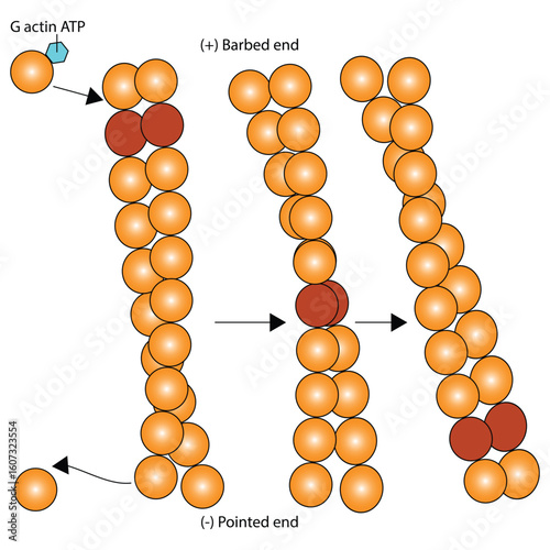 Treadmilling of Actin Filament Polymerization G-actin, Barbed End, and Pointed End