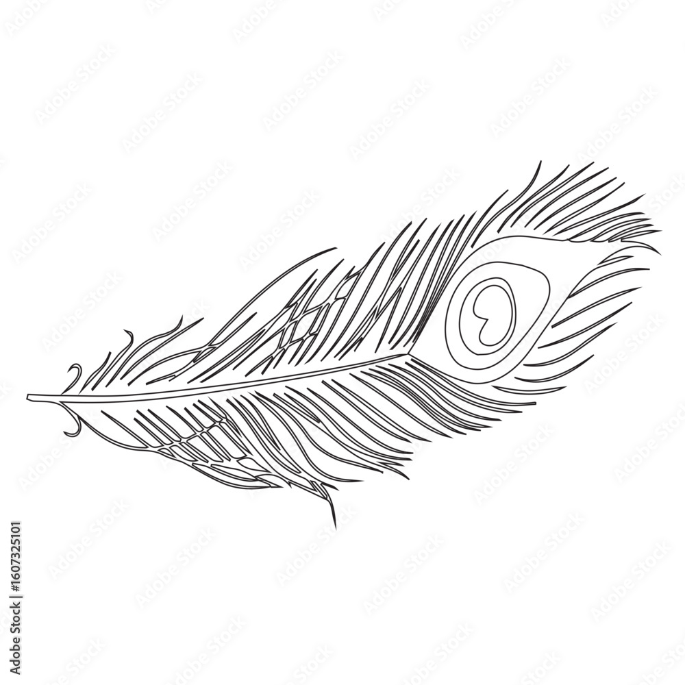 Obraz premium peacock feather