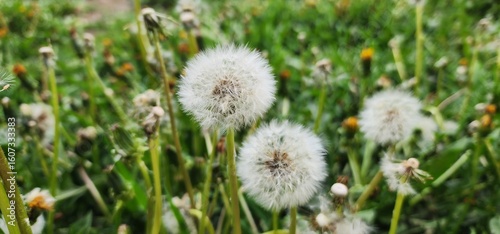 White Dandelion Puff on Green Background in a Lush Spring Meadow