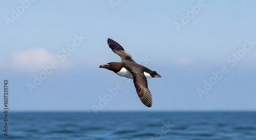 A wild razorbill seabird in graceful flight over the open ocean. The Alca torda soars through the blue sky with wings spread on a sunny day.