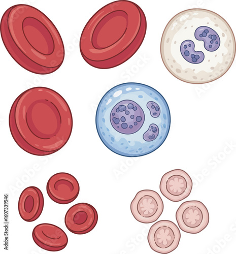 Illustration of various blood cells, including red blood cells and white blood cells.