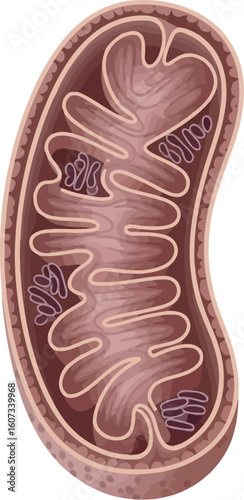 Cross-section of a mitochondrion, highlighting internal structures.